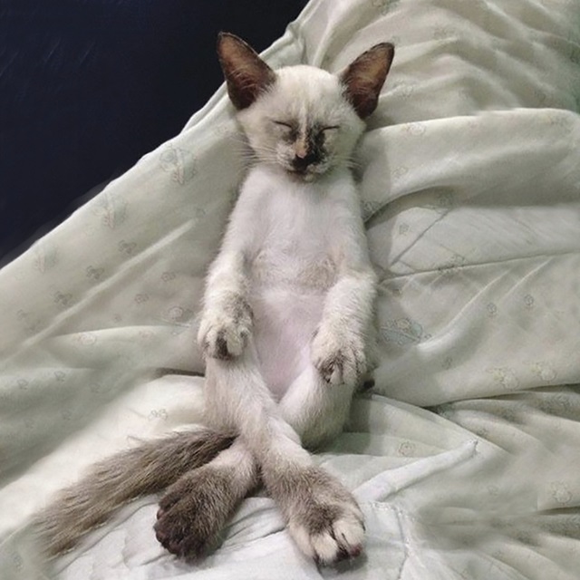 Cat Yoga II