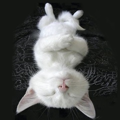 Cat Yoga III