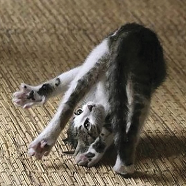 Cat Yoga IV
