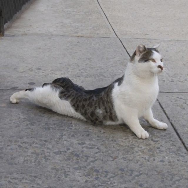 Cat Yoga VI