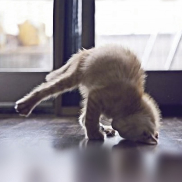 Cat Yoga X