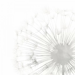 Dandelion Whisper II