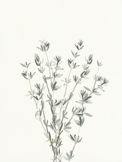 Delicate Sage Botanical III