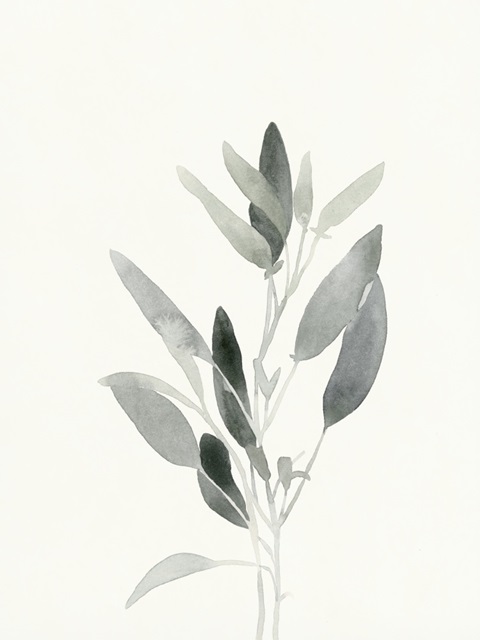 Delicate Sage Botanical IV