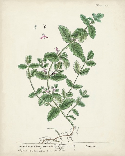 Antique Herbs IX
