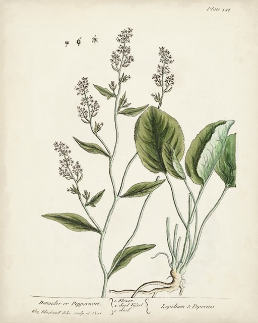 Antique Herbs V