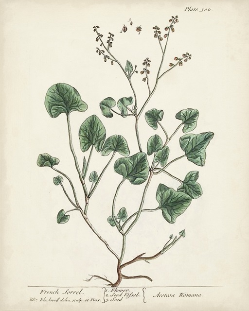 Antique Herbs VIII