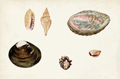 Antique Shell Anthology VIII