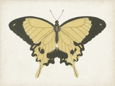 Beautiful Butterfly I