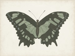Beautiful Butterfly II