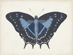 Beautiful Butterfly III