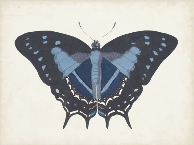 Beautiful Butterfly III
