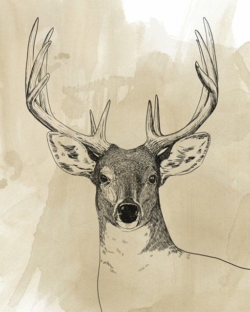 Burnished Buck II