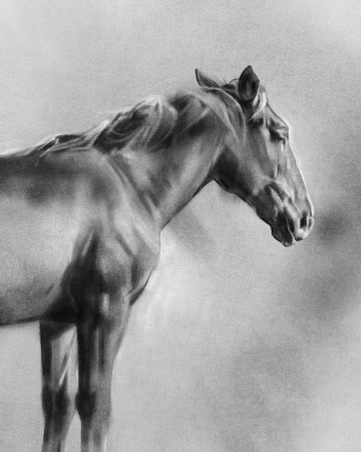 Charcoal Equine Portrait I