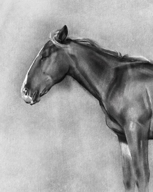 Charcoal Equine Portrait II