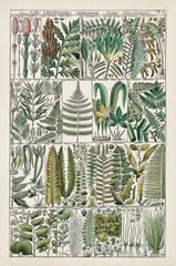 Fern Chart