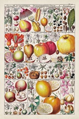 Fruit Chart