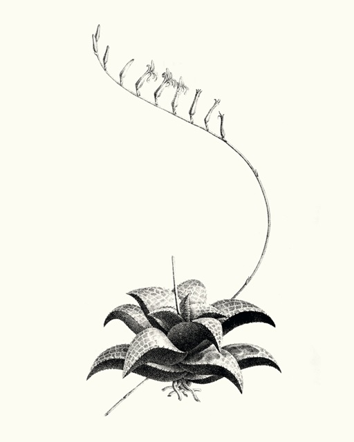 Graphic Succulents II