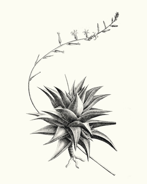 Graphic Succulents III