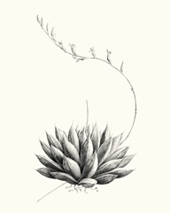 Graphic Succulents IV