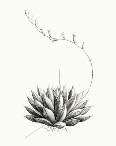 Graphic Succulents IV