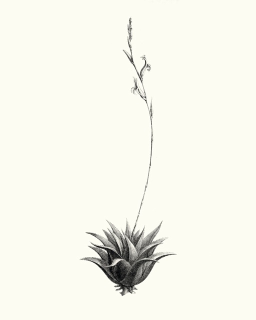 Graphic Succulents VI