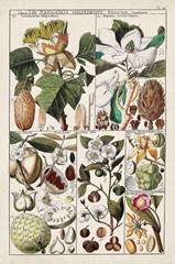 Magnolia Chart