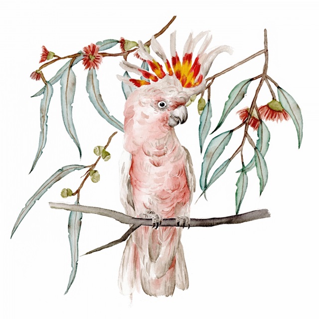 Pink Cockatoo II