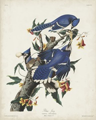 Pl 102 Blue Jay