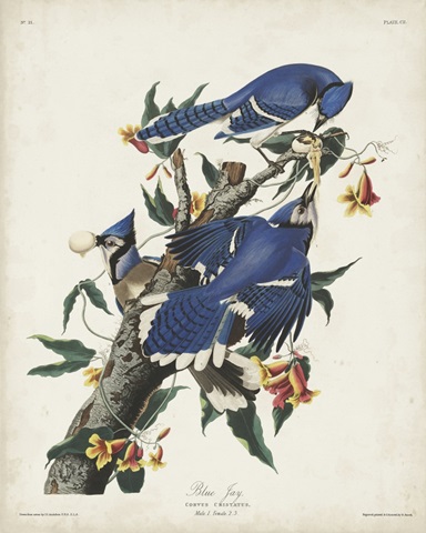Pl 102 Blue Jay
