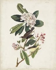 Pl 103 Canada Warbler