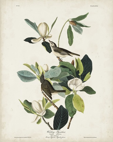 Pl 118 Warbling Flycatcher