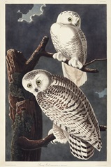 Pl 121 Snowy Owl