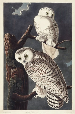 Pl 121 Snowy Owl