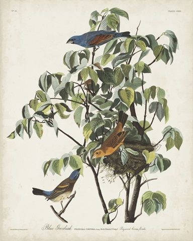 Pl 122 Blue Grosbeak