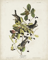 Pl 133 Black Poll Warbler