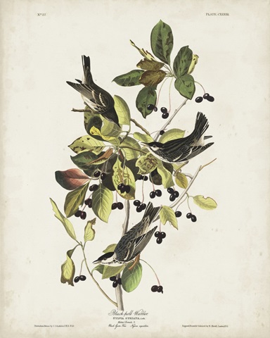 Pl 133 Black Poll Warbler