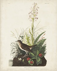 Pl 164 Tawny Thrush