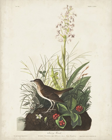 Pl 164 Tawny Thrush
