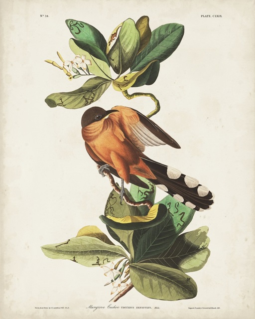 Pl 169 Mangrove Cuckoo