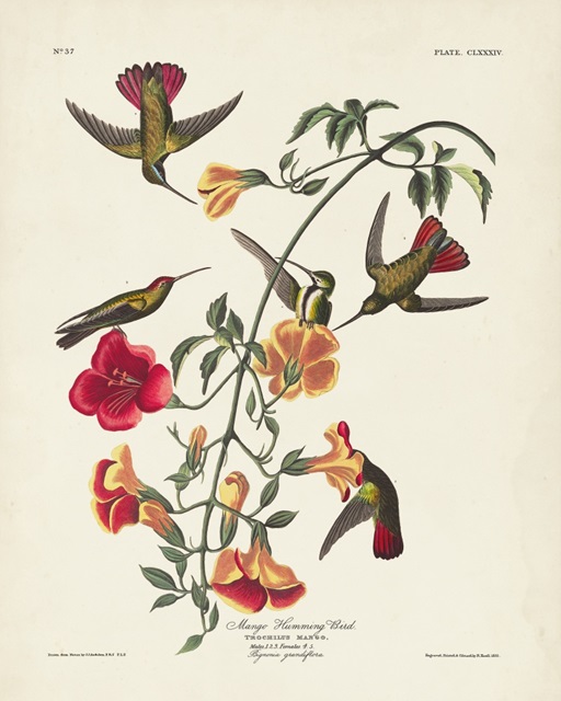 Pl 184 Mango Hummingbird
