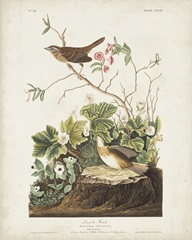 Pl 193 Lincoln Finch