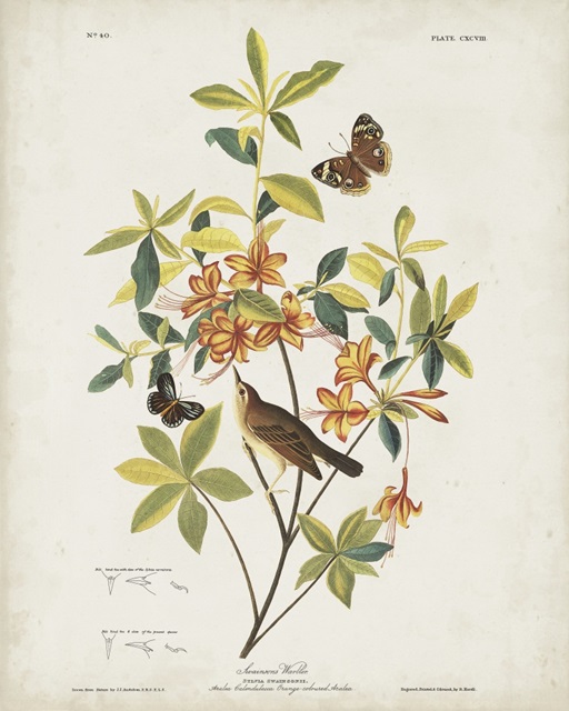 Pl 198 Swainson's Warbler