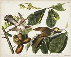 Pl 2 Yellow-billed Cuckoo