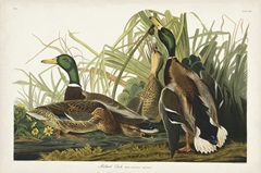 Pl 221 Mallard Duck