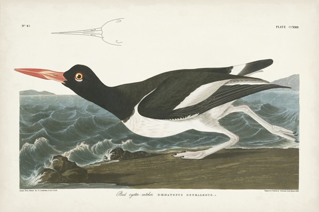 Pl 223 Pied Oyster Catcher