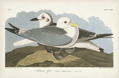 Pl 224 Kittiwake Gull