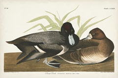 Pl 229 Scaup Duck