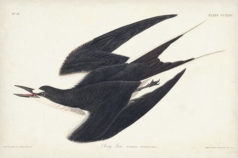 Pl 235 Sooty Tern