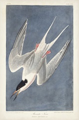 Pl 240 Roseate Tern